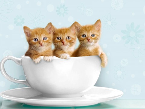 Керамическая миска для кошек