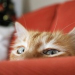 писатель шемшук и рыжий кот смотрит, глаза кота рыжего, кошка рыжая