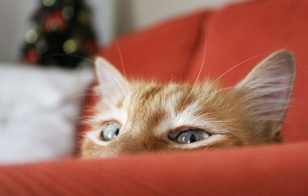 писатель шемшук и рыжий кот смотрит, глаза кота рыжего, кошка рыжая