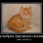 Как выбрать британского котенка?