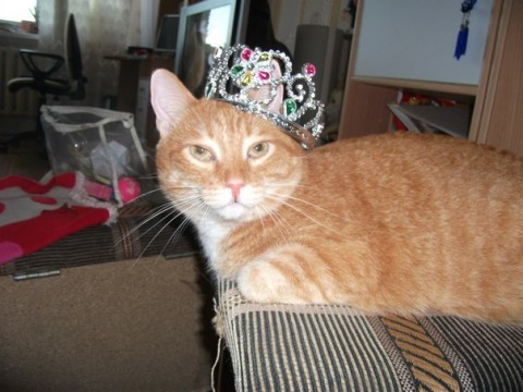 кот рыжий с короной на голове