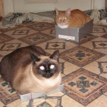 Коты - это счастье!