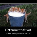 чем кормить кота