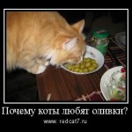 почему коты любят оливки