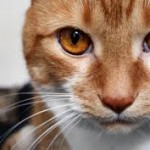 рыжие-глаза-у-кота
