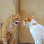 рыжий и белый кот ругаются весна