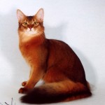Кошки породы сомали.