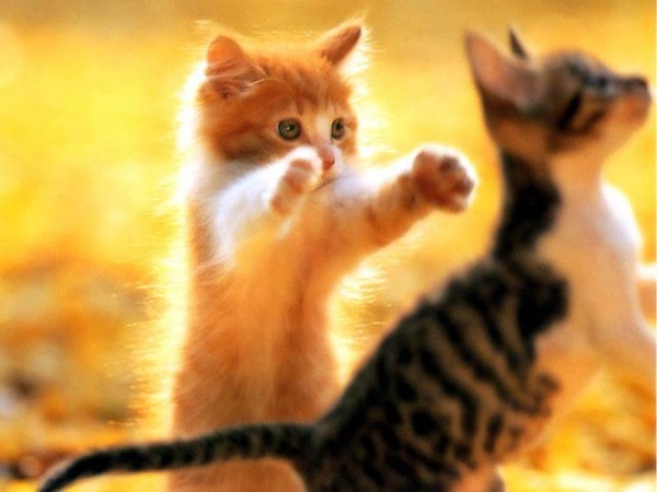 Сонник котенок рыжий, к чему снится рыжий котенок? Рыжий кот