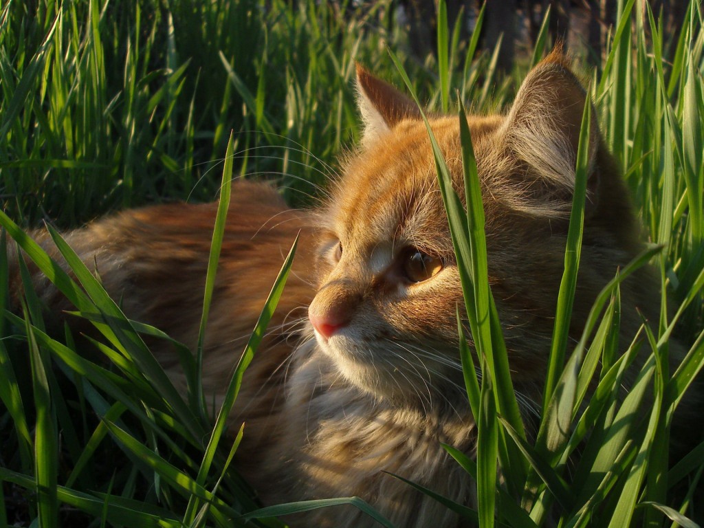 фотографии рыжих котов