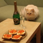 фотографии рыжих котов, рыжий кот пушистый красивый смотрит на бутерброды с икрой