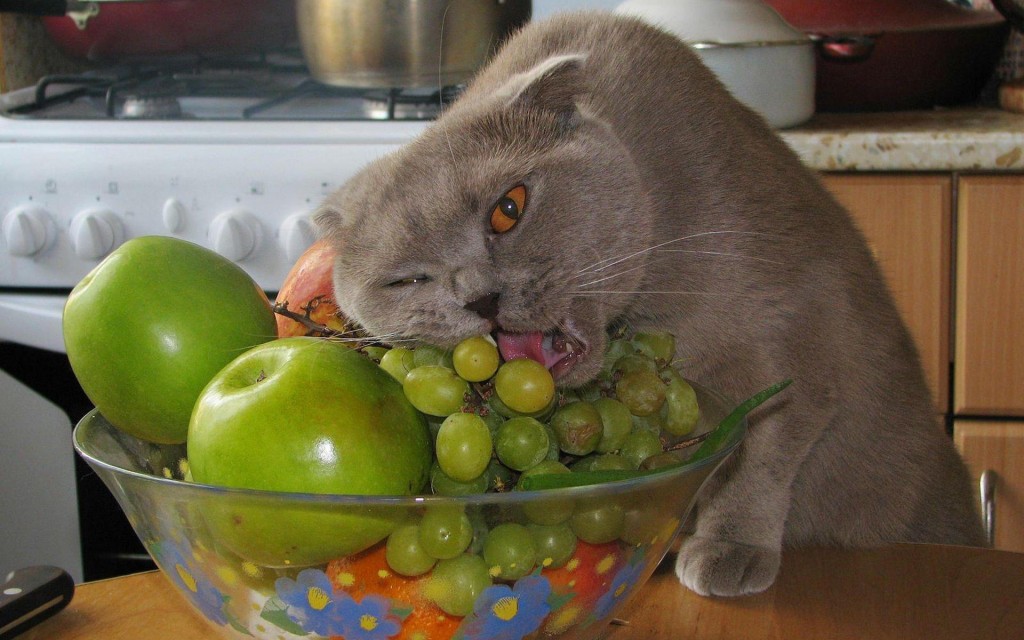 фотографии рыжих котов и других котов серый кот ест виноград со стола