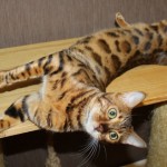 Бенгальская кошка питомника Грандмур.