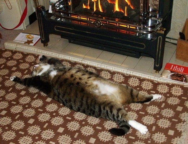 толстый кот  на полу у камина