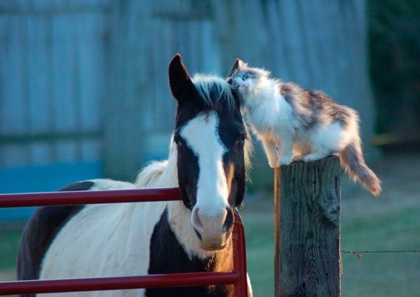 кошка и лошадь
