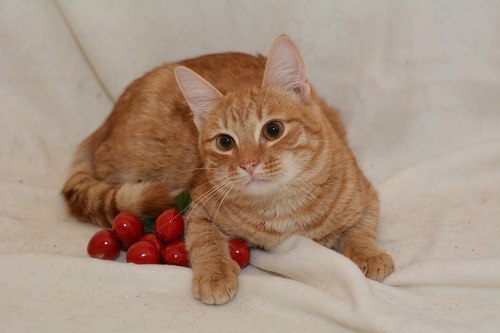 рыжий кот фотография красивый