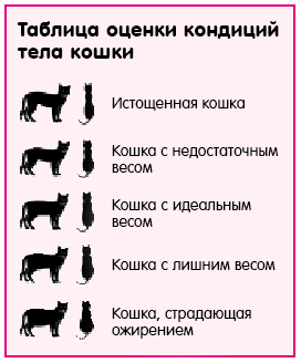 Таблица оценки кондиций тела кошки