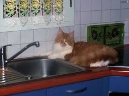 мыть кошку рыжую