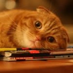 рыжий кот на журнале лежит