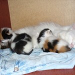Чем кормить котенка 2 месяца.