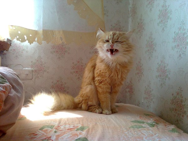 Почему трясет кошку? фотография рыжей кошки