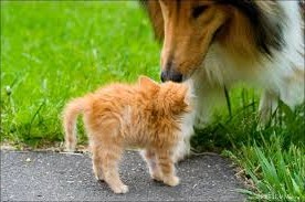 Как отважный рыжий котик отучил собаку бегать за котами!