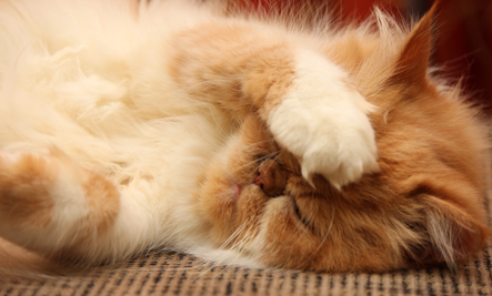 породистый красивый пушистый кот лежит лапой прикрывшись