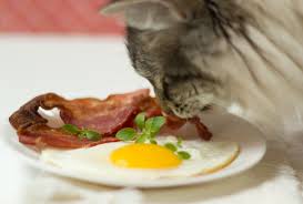 кот кушает яичница в тарелке