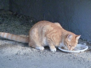 рыжий кот кушает корм