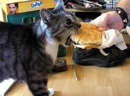 смешной кот вцепился в гамбургер