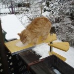 кот рыжий кушает корм