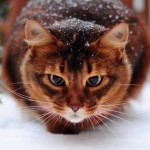 кошка на снегу