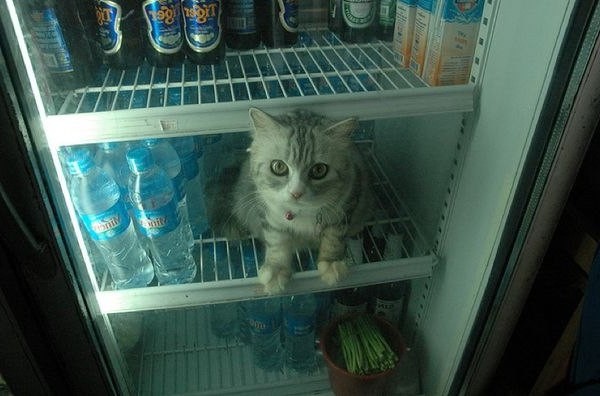 славный кот сидит в холодильнике смешной