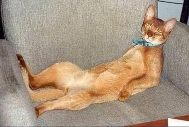 кот лежит на диване развалившись красивый с ошейником кот