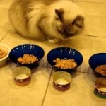 canned foods for cats