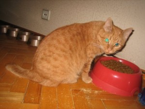 рыжий кот киса кошка миска с кормом