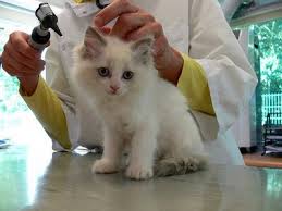 ветеринар и белый котенок