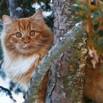 курильский бобтейль