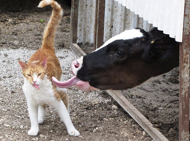 кот и корова лижет языком