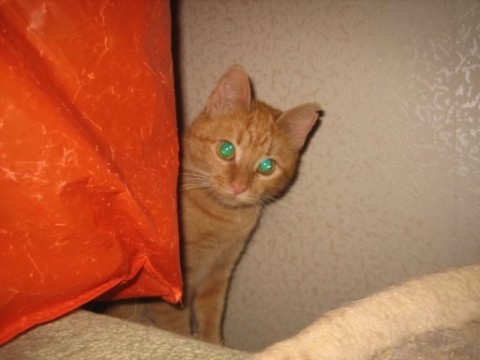красивый рыжий кот фотография смотрит хитро