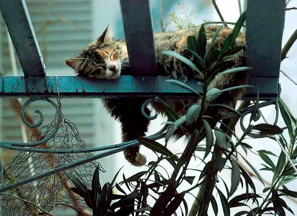 Комнатные растения и кошки