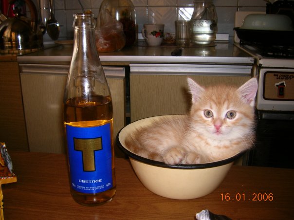 котенок рыжий лежит в тазике рядом с бутылкой пива