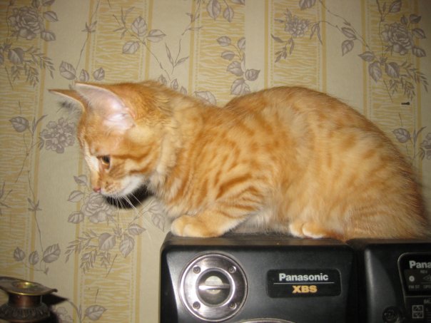 рыжий-котик-на магнитофоне