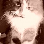 кошка