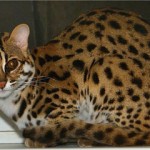бенгальская кошка