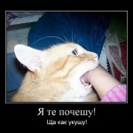 Кот подбежит, укусит и убегает