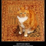 мотиватор рыжий кот