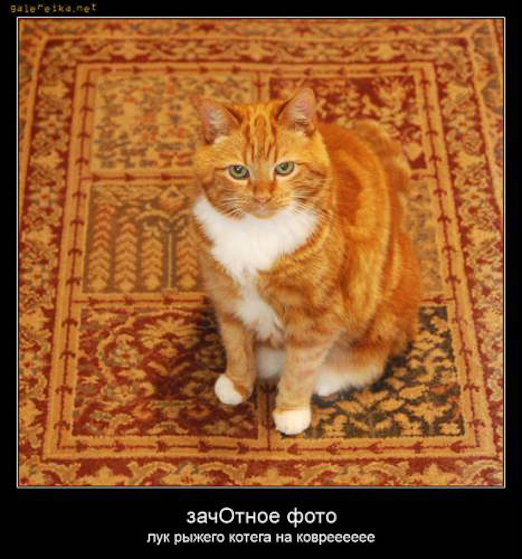 мотиватор рыжий кот