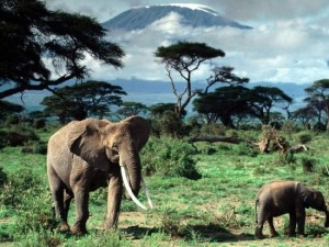 Сафари в Африке и животные
