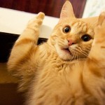 рыжий кот лапы кверху рот открыт смотрит широко в глаза