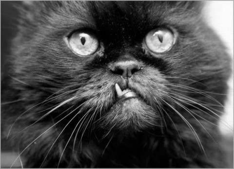 глаза кота черного